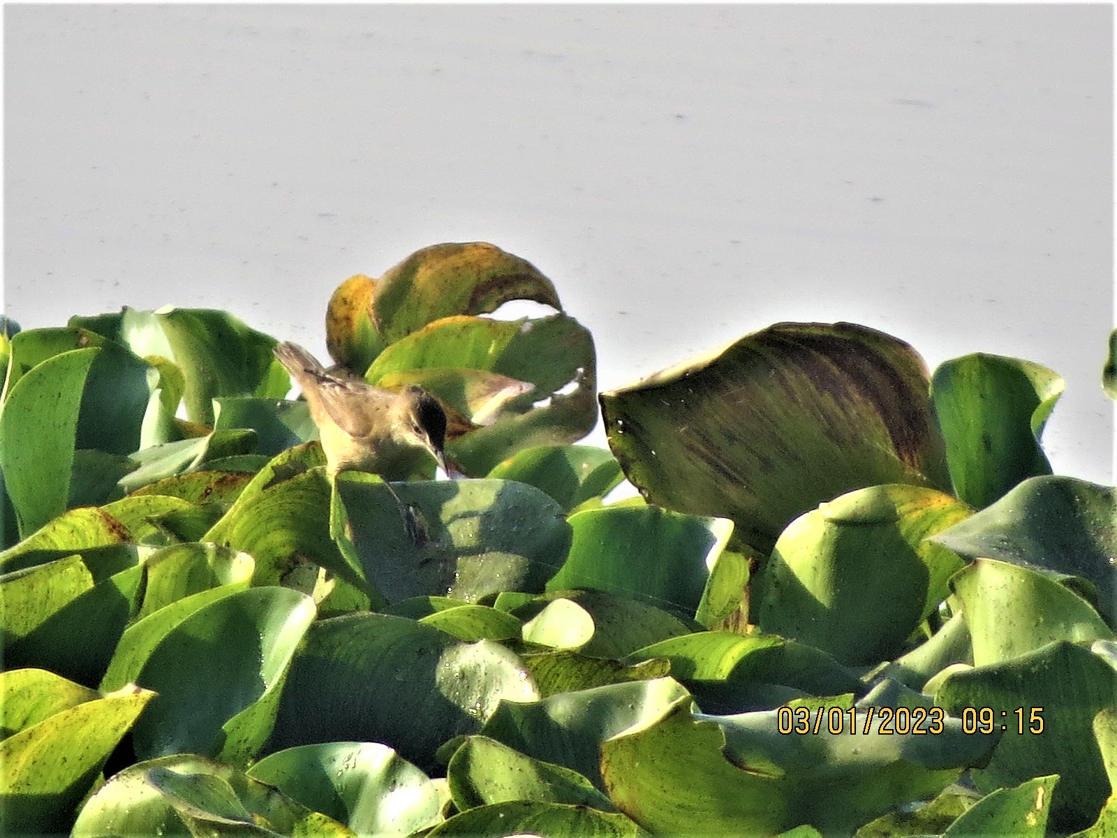 Common Chiffchaff